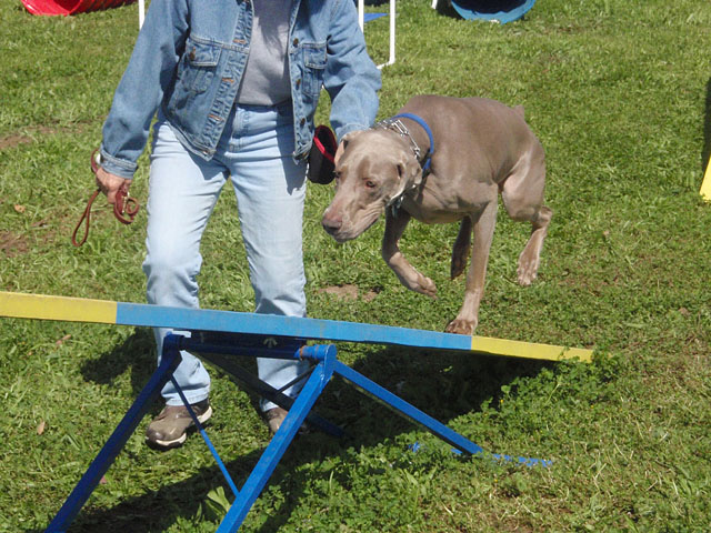 dog agility south bay